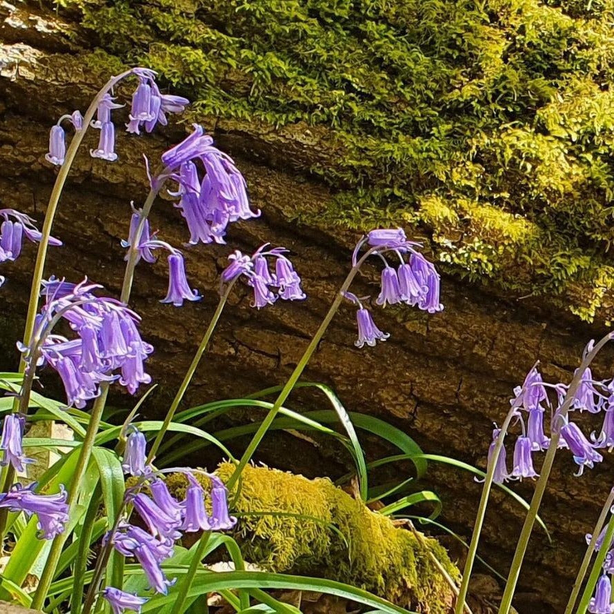 Clychau Hyacinth